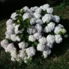 Hydrangea Macrophylla Bianco (Hbabia)