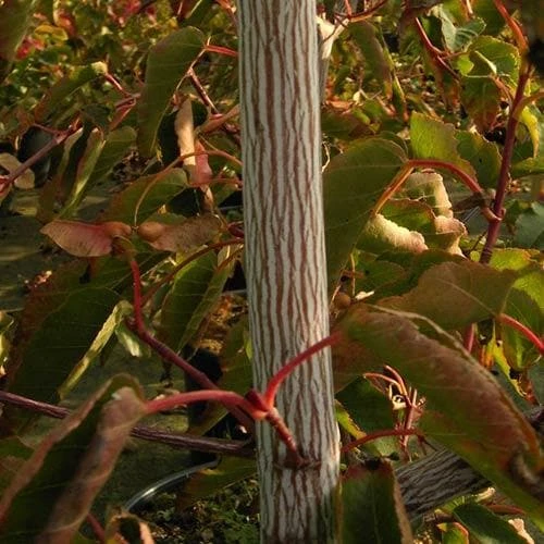 Acer davidii Serpentine - Snakebark Maple