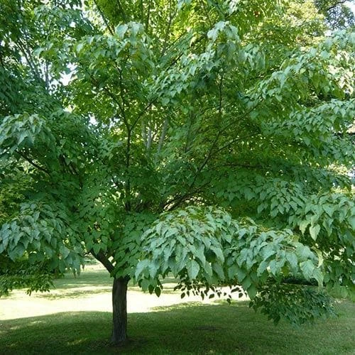 Acer davidii Serpentine - Snakebark Maple