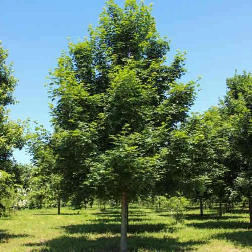 Acer truncatum x Acer platanoides Keith’s Form (Norwegian Sunset®)