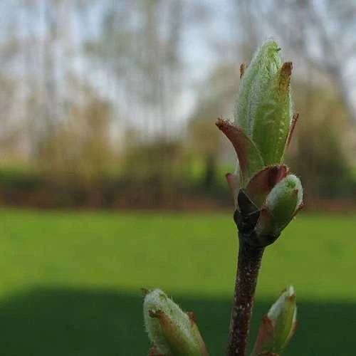 Acer rubrum Red Sunset