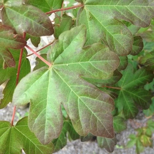 Acer campestre Red Shine