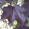 Acer Platanoides Royal Red