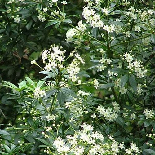 Acradenia frankliniae