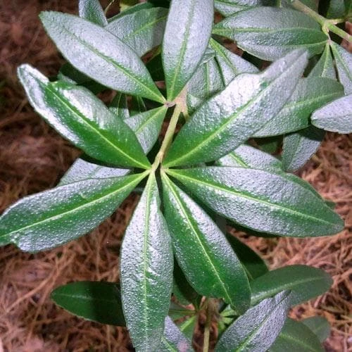 Acradenia frankliniae