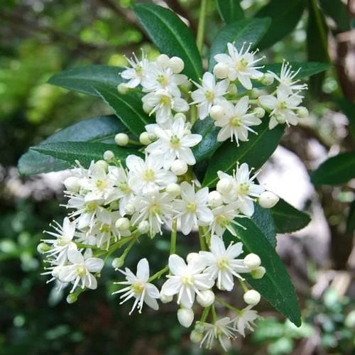 Acradenia frankliniae