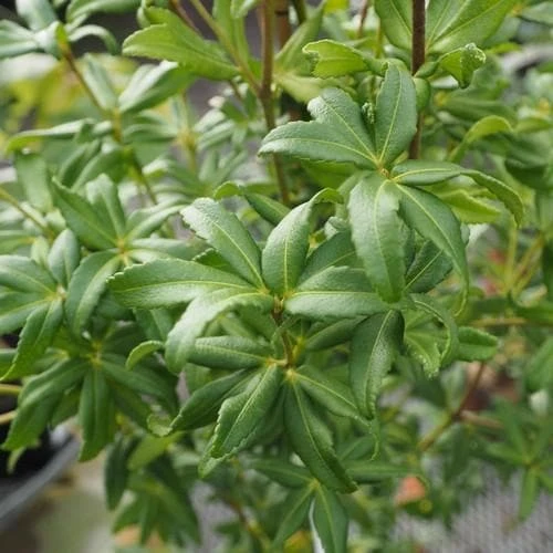 Acradenia frankliniae