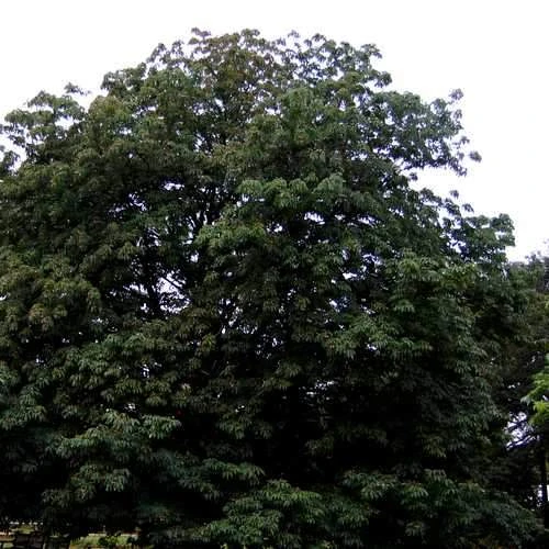 Aesculus Indica - Indian Horse Chestnut