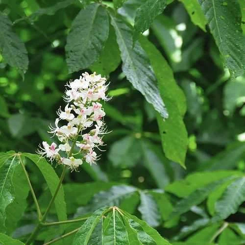 Aesculus Indica - Indian Horse Chestnut