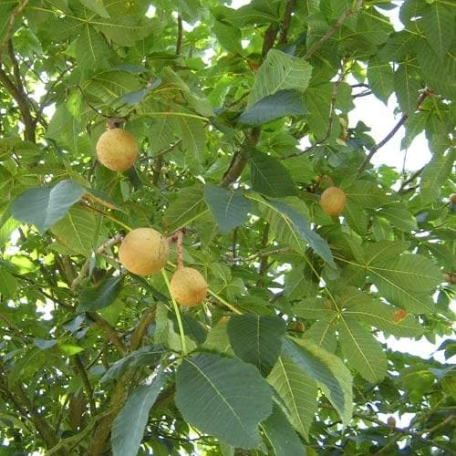 Aesculus x carnea Briotii