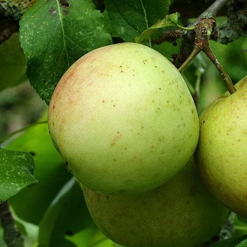 Apple Allington Pippin