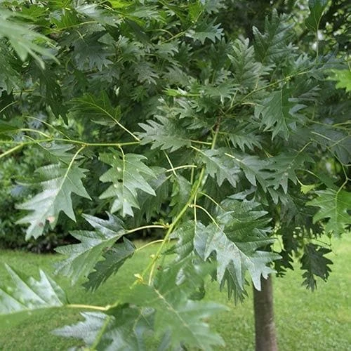 Alnus glutinosa Laciniata