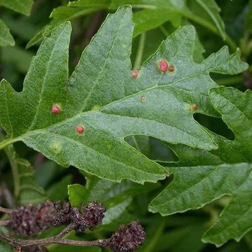 Alnus glutinosa Laciniata