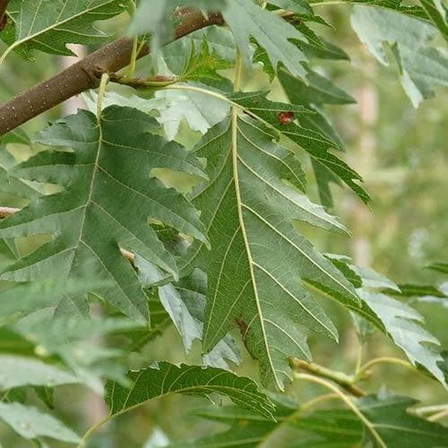 Alnus glutinosa Laciniata