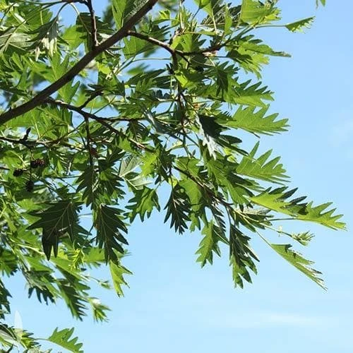 Alnus glutinosa Laciniata