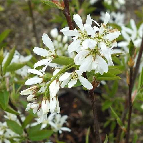 Amelanchier x grandiflora Ballerina