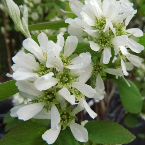 Amelanchier alnifolia Thiessen