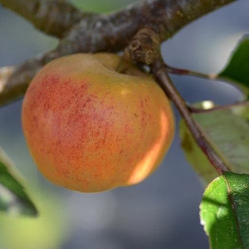 Apple Ard Cairn Russet