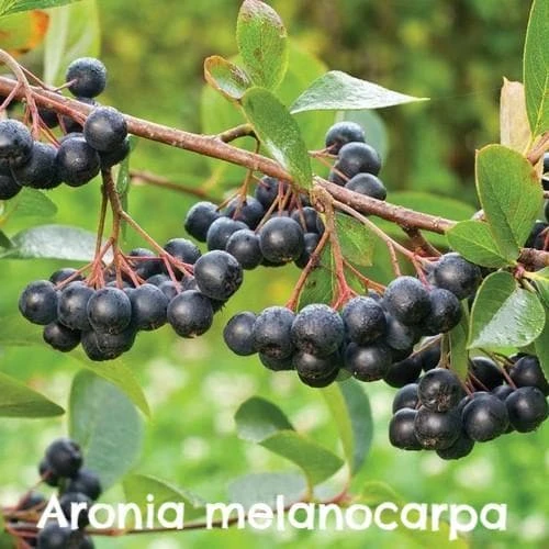 Permaculture Hedge Mix