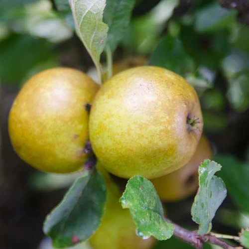 Apple Ashmead's Kernel
