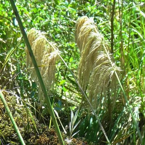 Cortaderia fulvida