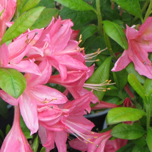 Azalea mollis Jolie Madame