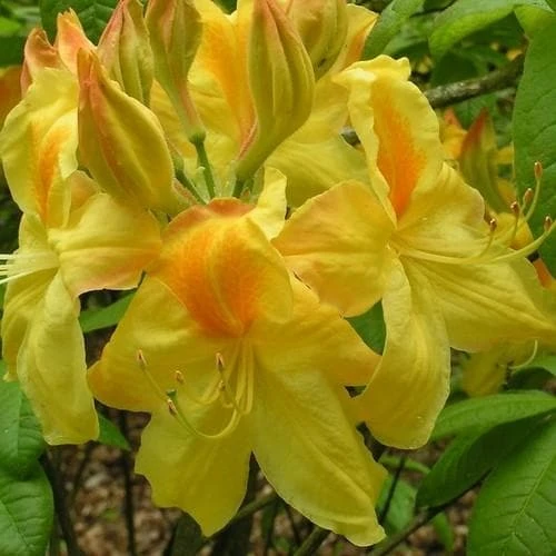 Azalea mollis Harvest Moon