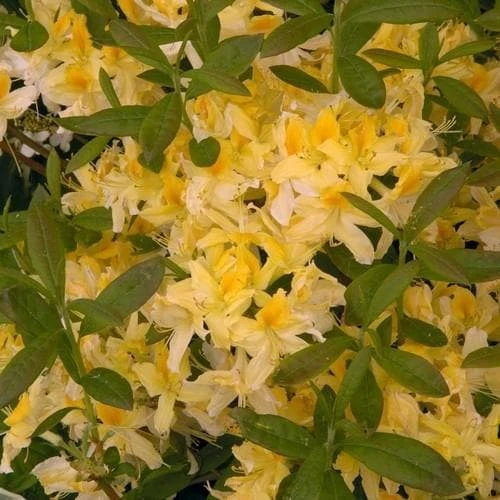 Azalea mollis Harvest Moon