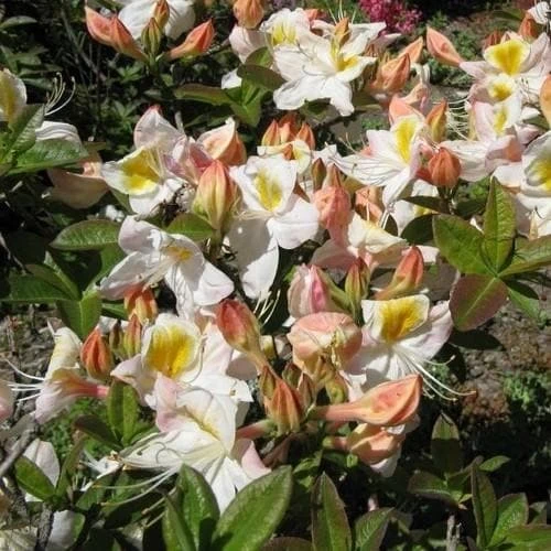 Azalea mollis Silver Slipper