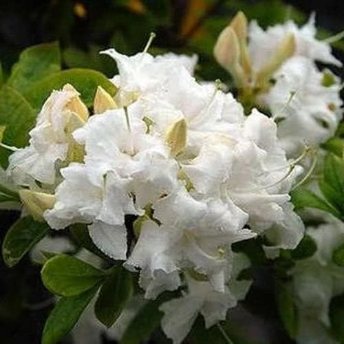 Azalea mollis Whitethroat