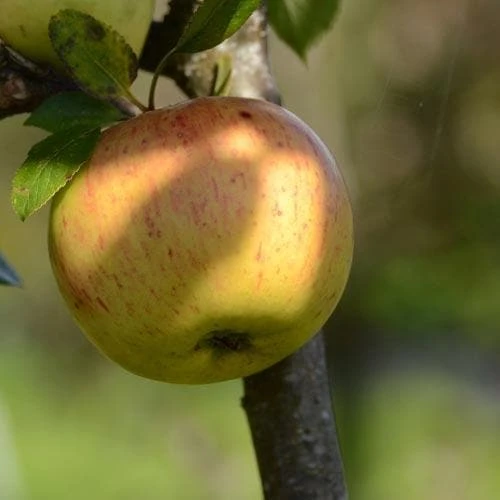 Apple Ballyvaughan Seedling