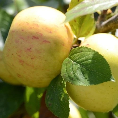 Apple Ballyvaughan Seedling