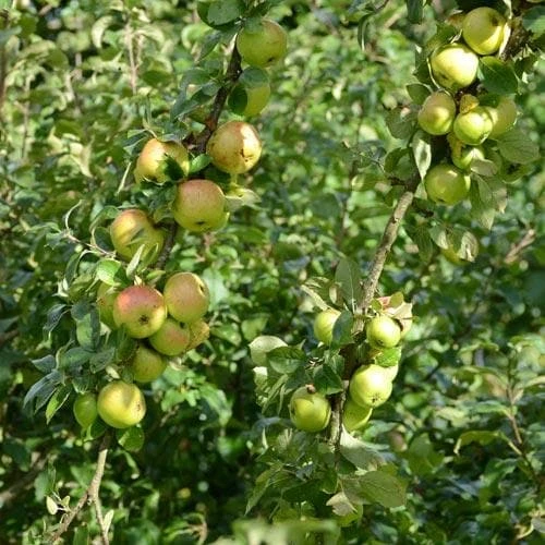 Apple Ballyvaughan Seedling