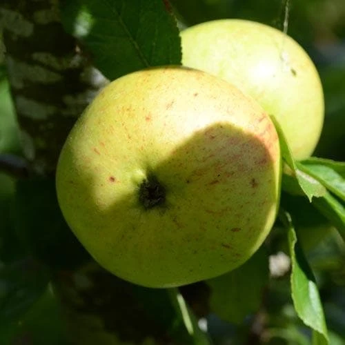 Apple Ballyvaughan Seedling