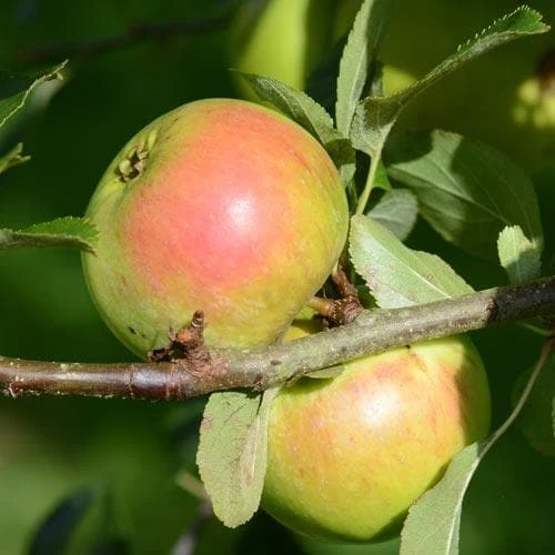 Apple Ballyvaughan Seedling