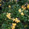 Berberis Darwinii Nana