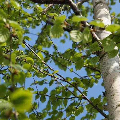 Betula ermanii Holland