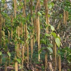 Betula Albosinensis Var. Septentrionlis Kansu