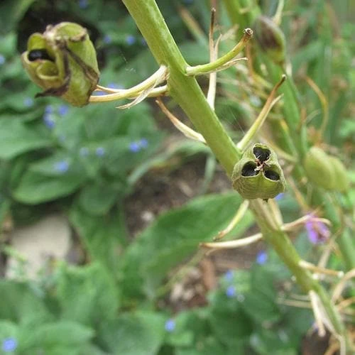 Camassia leichtlinii Alba