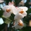 Camellia Rosthorniana