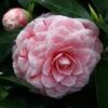 Camellia Japonica Bonomiana