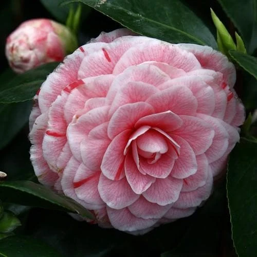 Camellia japonica Bonomiana