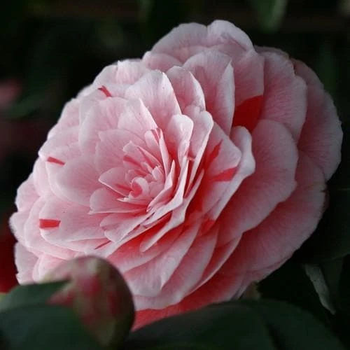 Camellia japonica Bonomiana