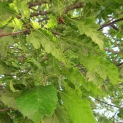 Carpinus Betulus Quercifolia