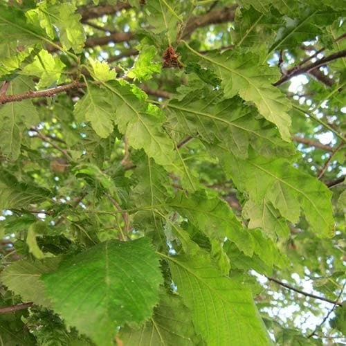 Carpinus betulus Quercifolia