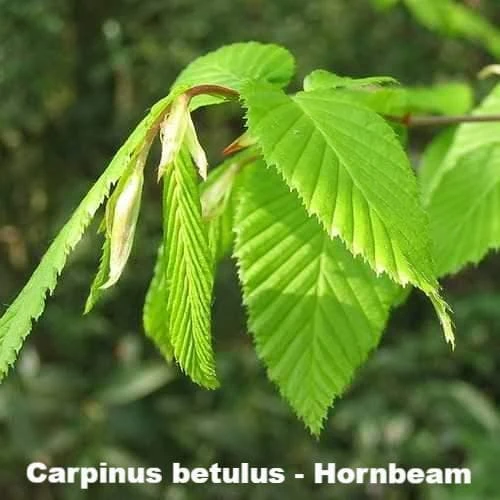 Neat Natural Hedge Mix