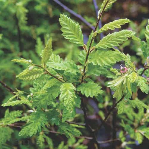 Carpinus betulus Quercifolia