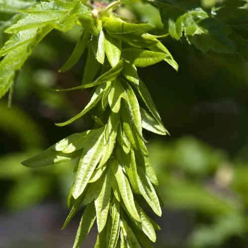 Carpinus betulus Quercifolia