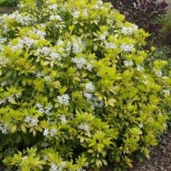 Choisya Ternata Sundance