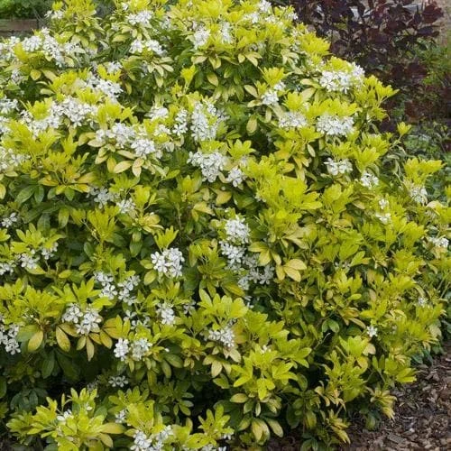 Choisya ternata Sundance